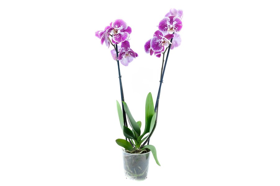 Орхидея в горшке Орхидея Фаленопсис темно-лиловая в крапинку 2ст